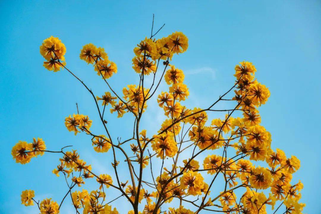 海洋中你是否在这片置身画中融为一体暖阳 蓝天 绿树 黄花-01-花语