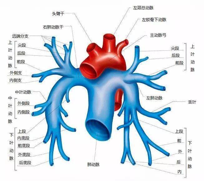肺部血管解剖结构图解图片
