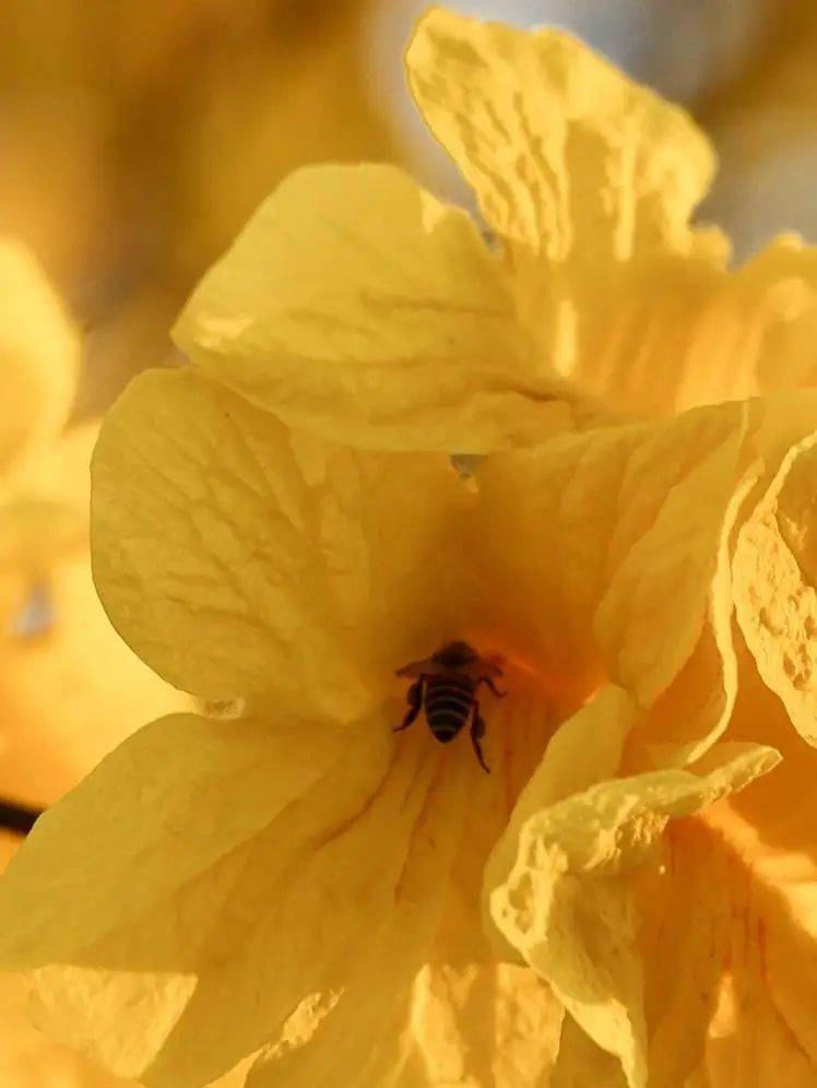 海洋中你是否在这片置身画中融为一体暖阳 蓝天 绿树 黄花-01-花语