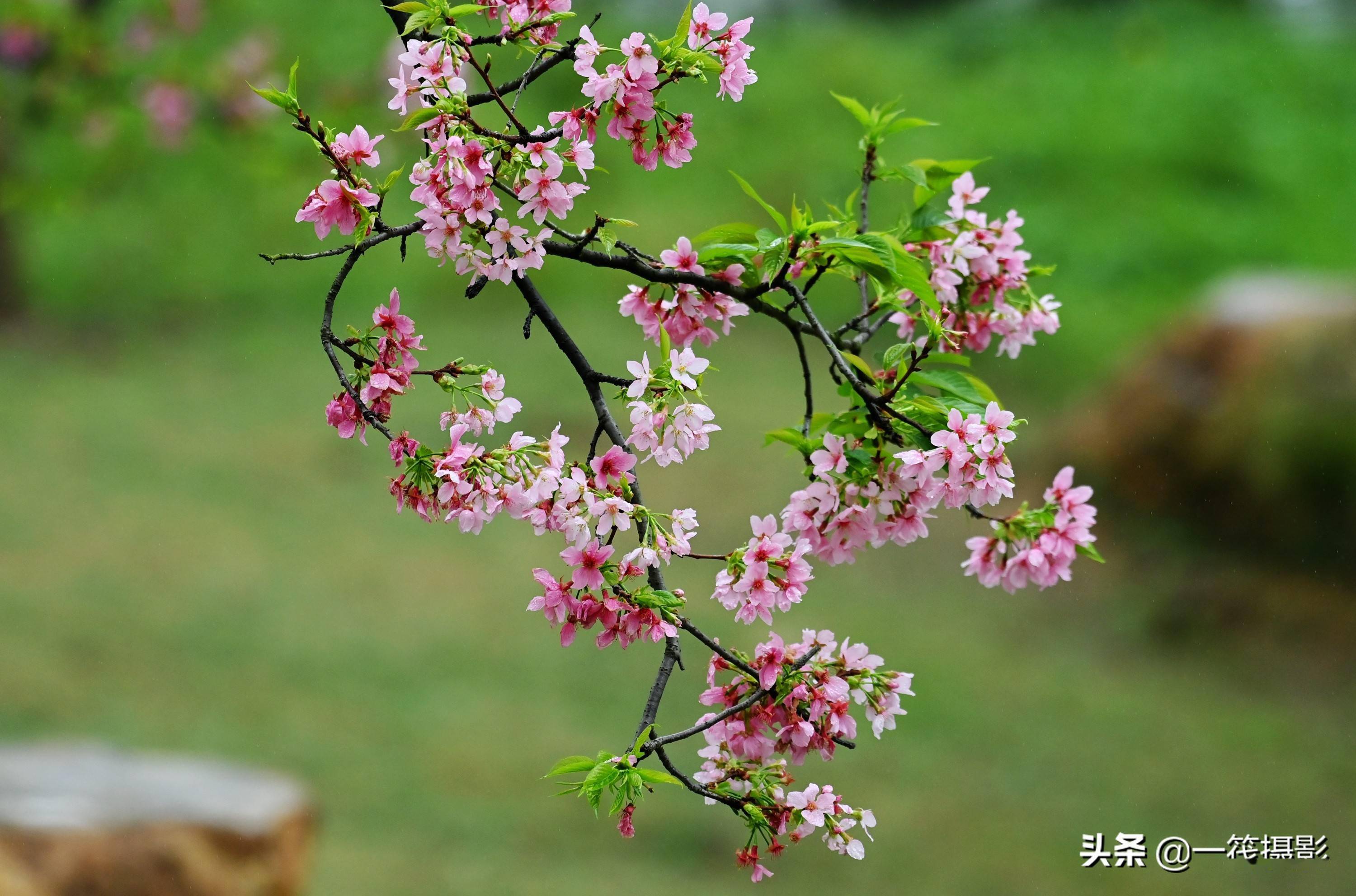 广东春分花图片