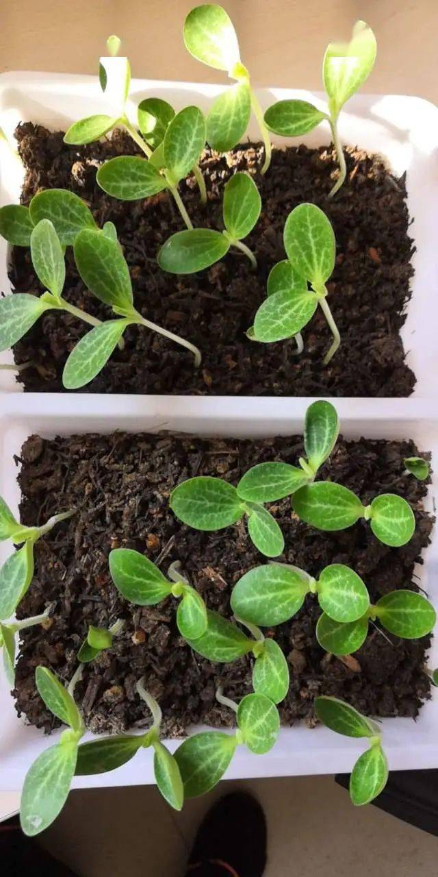 一粒种子"上天入地"——记星桥第二小学太空圃培育种植活动_催芽_劳动