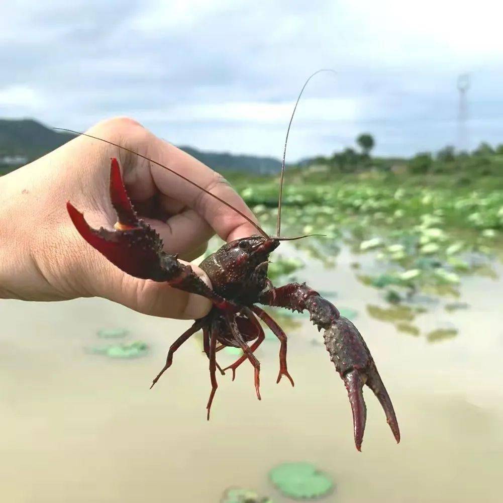 钓龙虾,摘草莓,看樱花……_价格_地址_东兴区