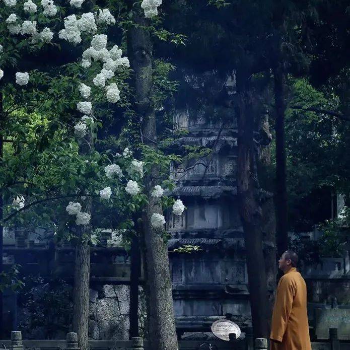开示|太虚大师:佛学的本质_真理_觉者_因缘