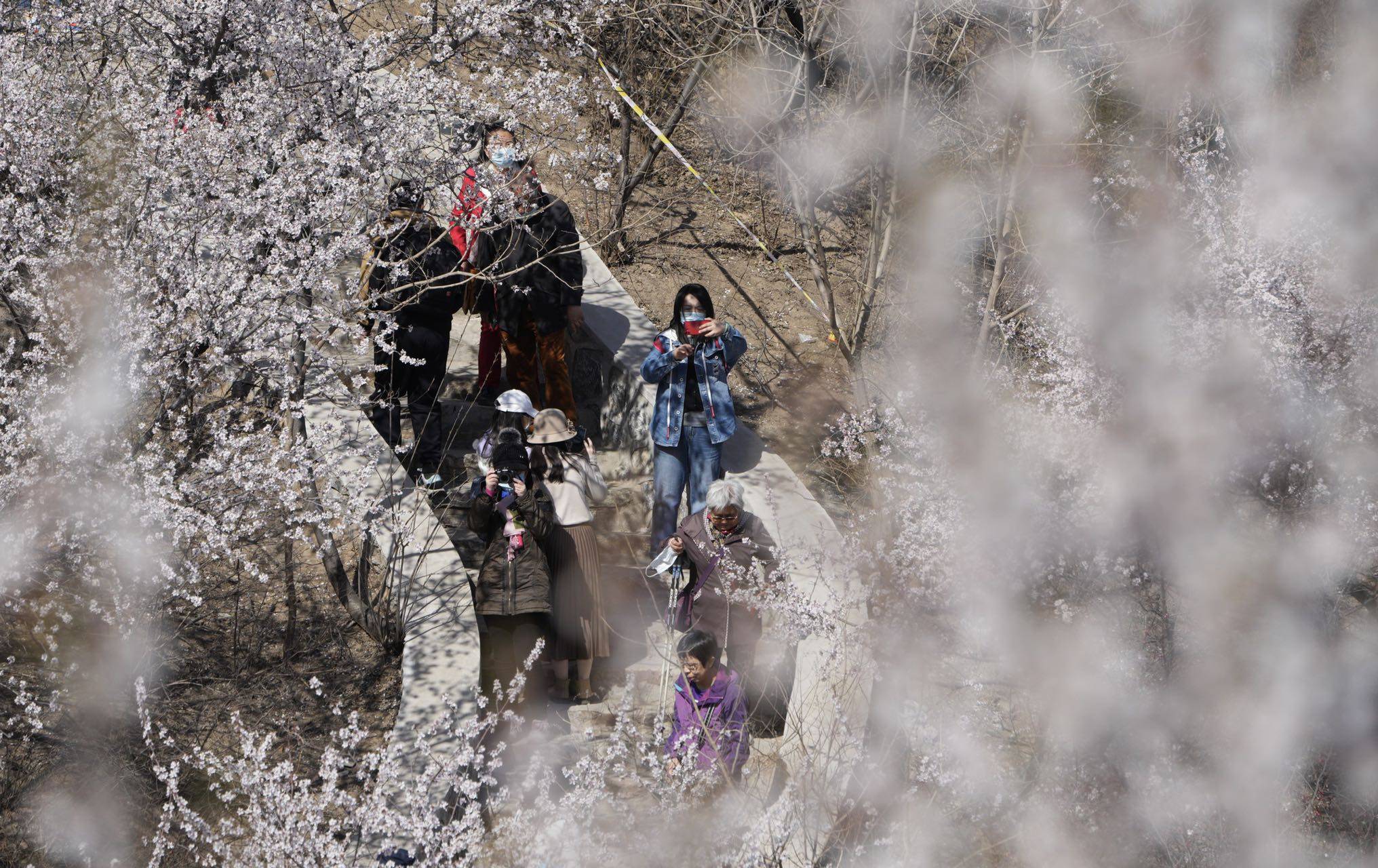 感觉|快来打卡！北京这里有一处“山桃花谷”，花海引人入胜