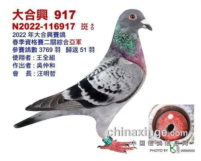 一场资格赛淘汰九成台湾海翔残存奖鸽图鉴
