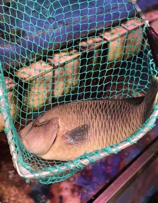 9,蓝瓜子斑价格:600元/斤市场比较少见的蓝瓜子斑.