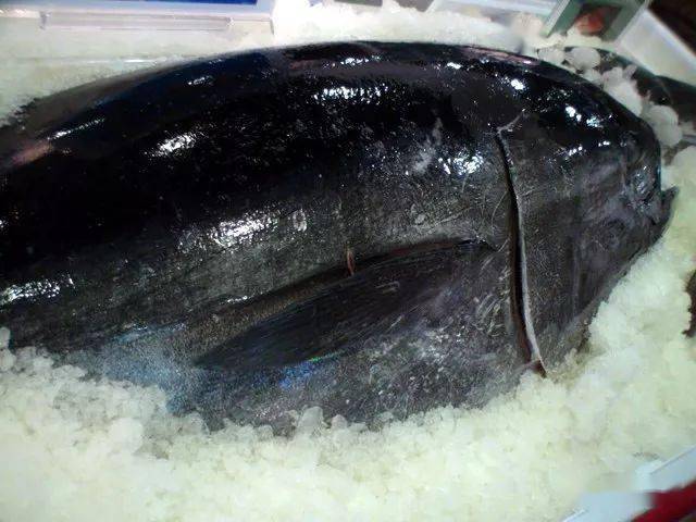 世界顶级食用鱼排行榜