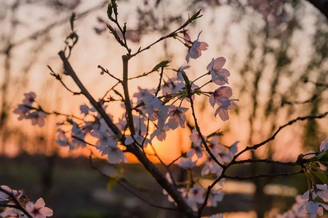 太湖|春风十里，花开相城