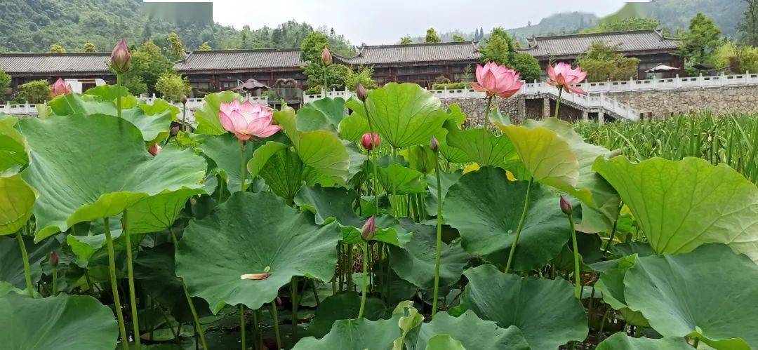 九峰莲池民宿招商公告_独栋_庭院式_餐厅