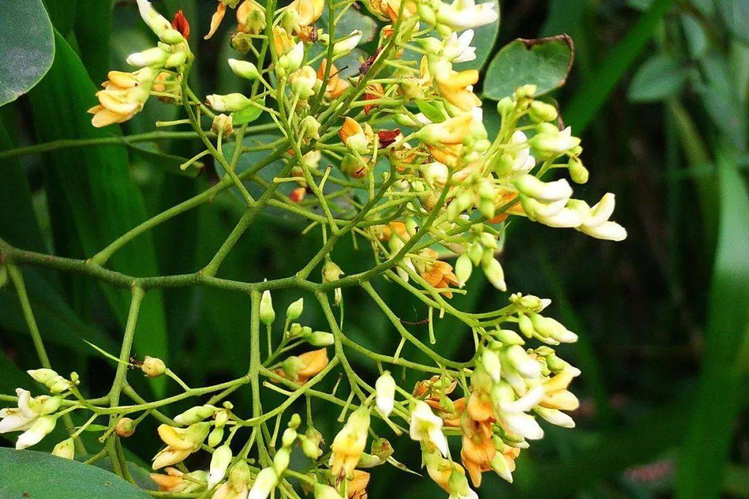 黄檀贪睡不知春苏醒会姗姗来迟暮年却匆匆早至