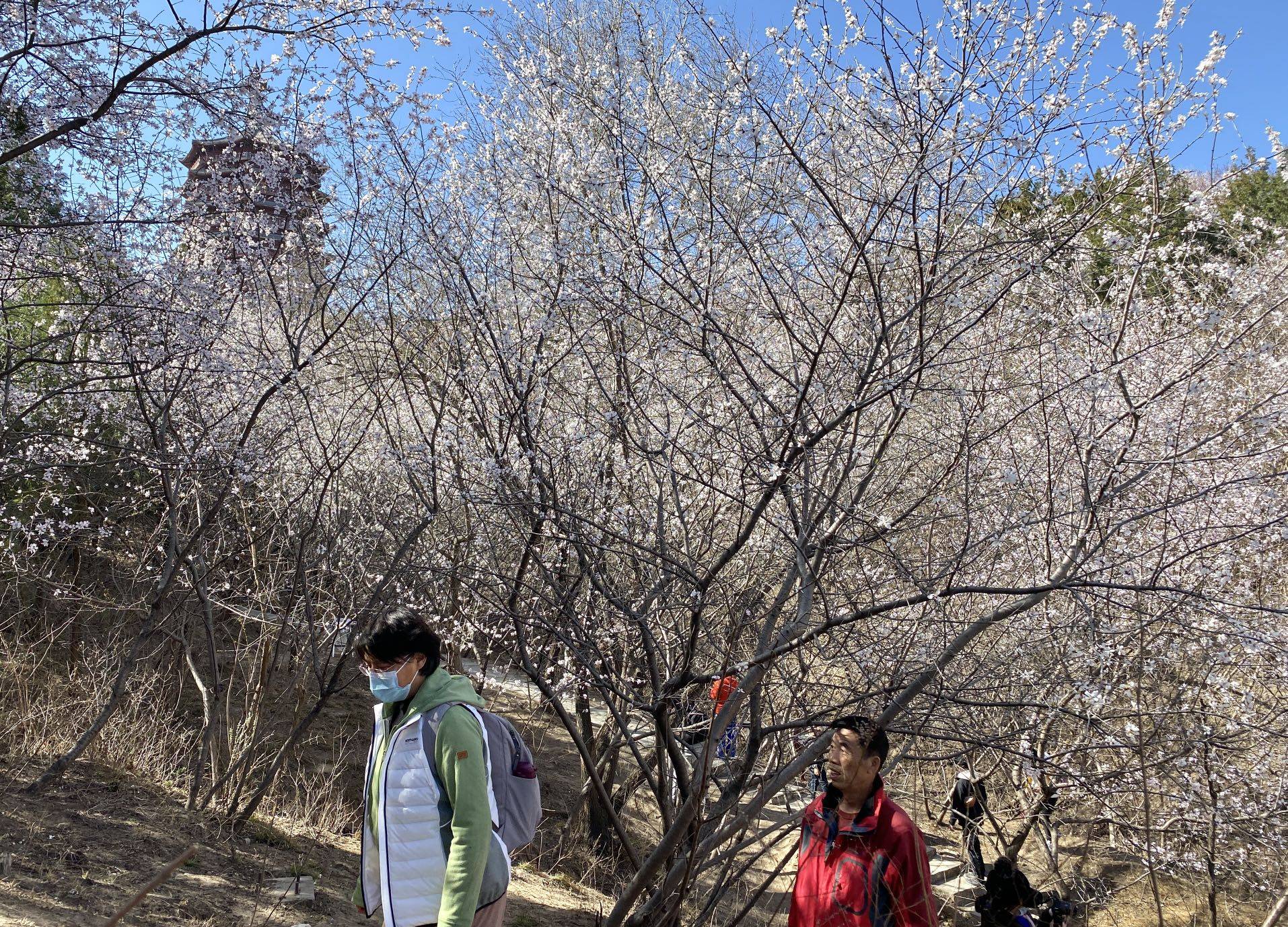 感觉|快来打卡！北京这里有一处“山桃花谷”，花海引人入胜