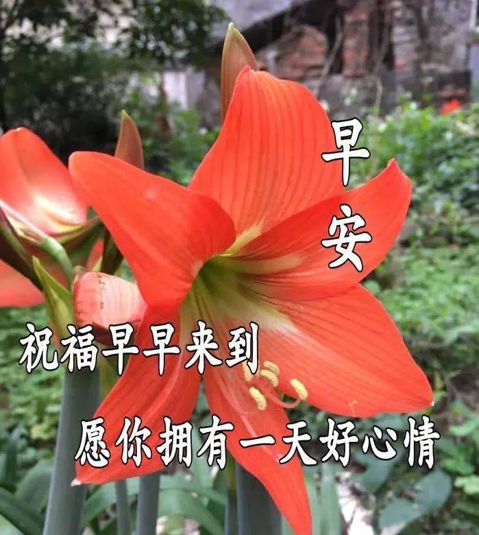 一声问候，春暖花开！_是一种_朋友_阳光