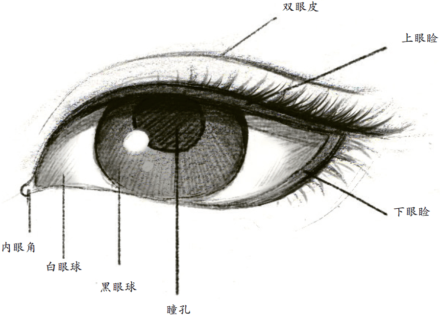 人的眼球怎么画图片