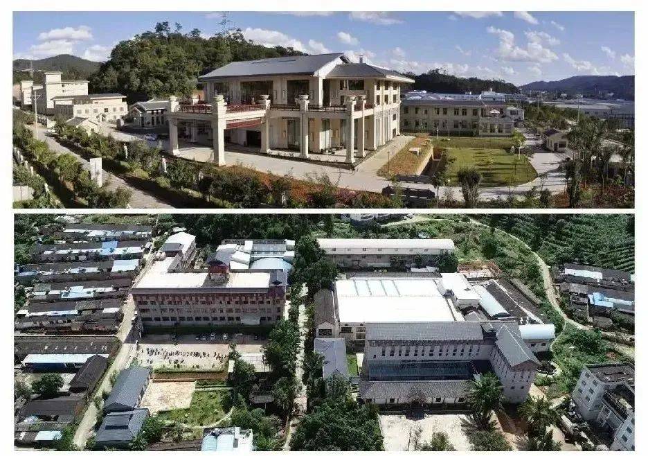 功效|好香！是春天的味道！