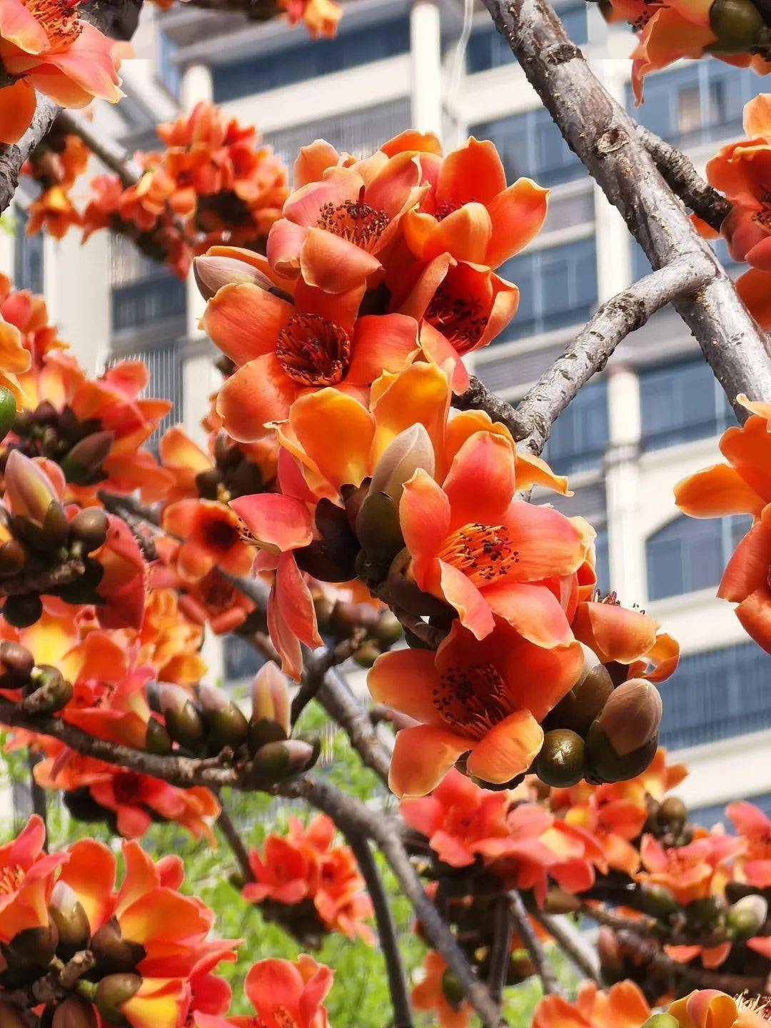 木棉花有哪些颜色图片