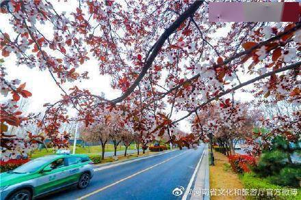 观叶|郑州“繁花大道”落英缤纷