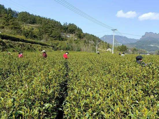 插旗峪社区清明头茶开采