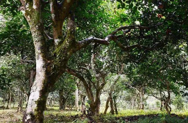 功效|好香！是春天的味道！