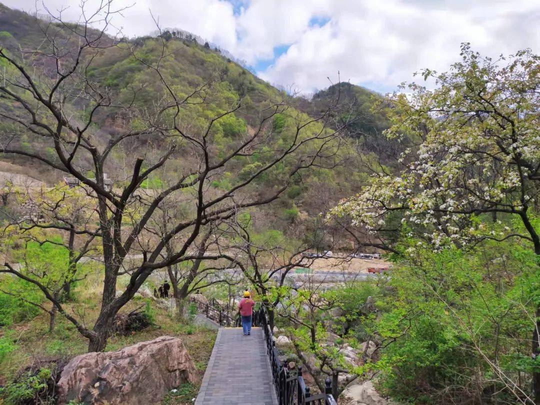 約起:梨樹溝最美春日 靜待花開_梨花_平谷_梁景啟