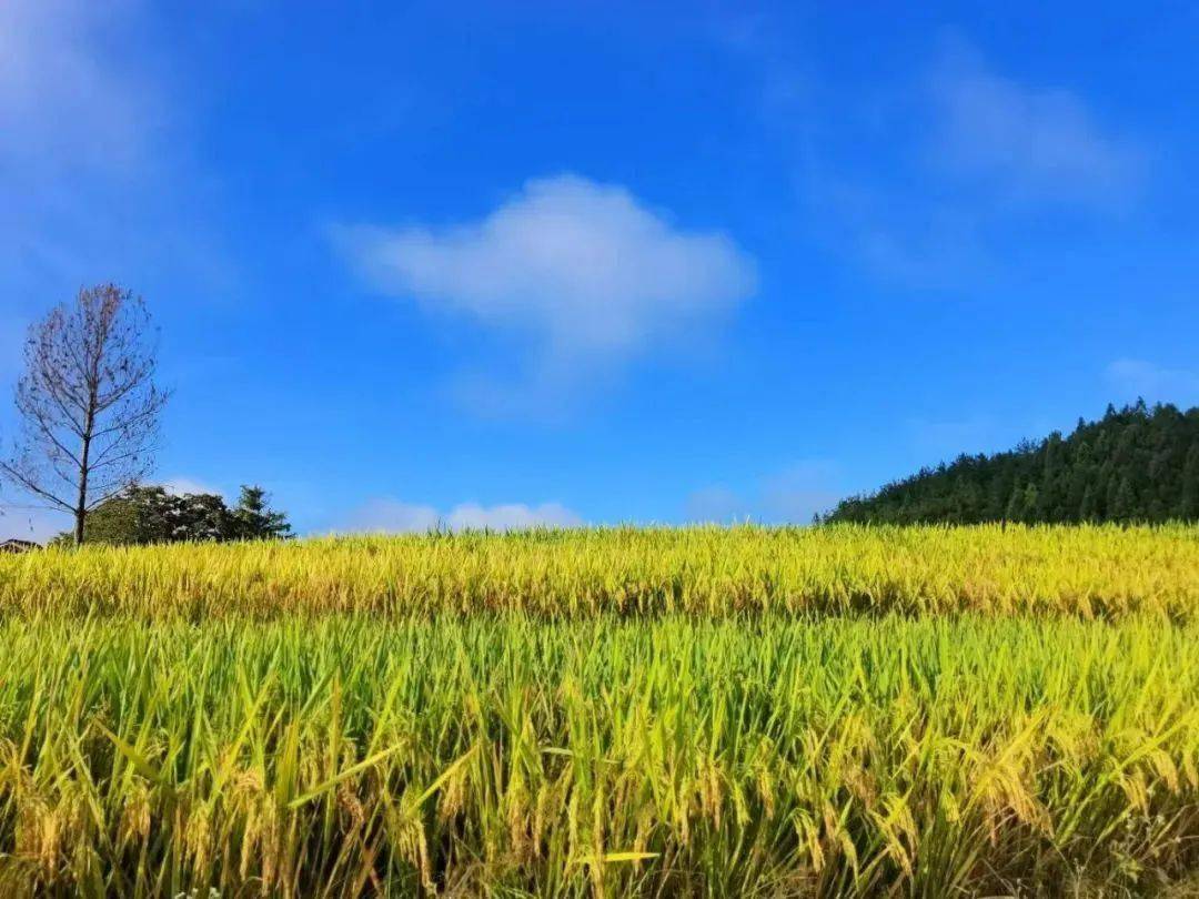 田主招募我在屏南有亩田田已备等你来