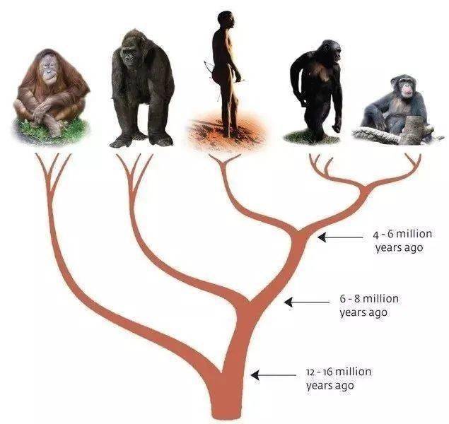人类进化分支图片
