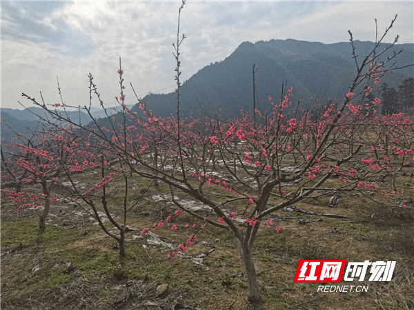 云台山|双牌：瑶乡桃花盛开产业兴