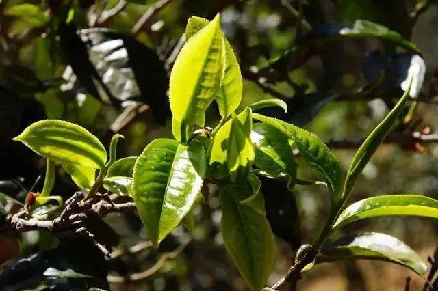 功效|好香！是春天的味道！