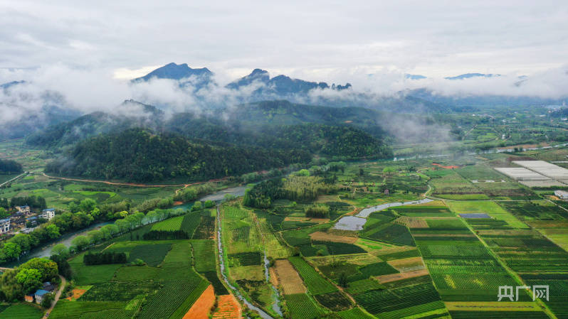 福建武夷山星村镇茶园抽新绿迎接制茶季