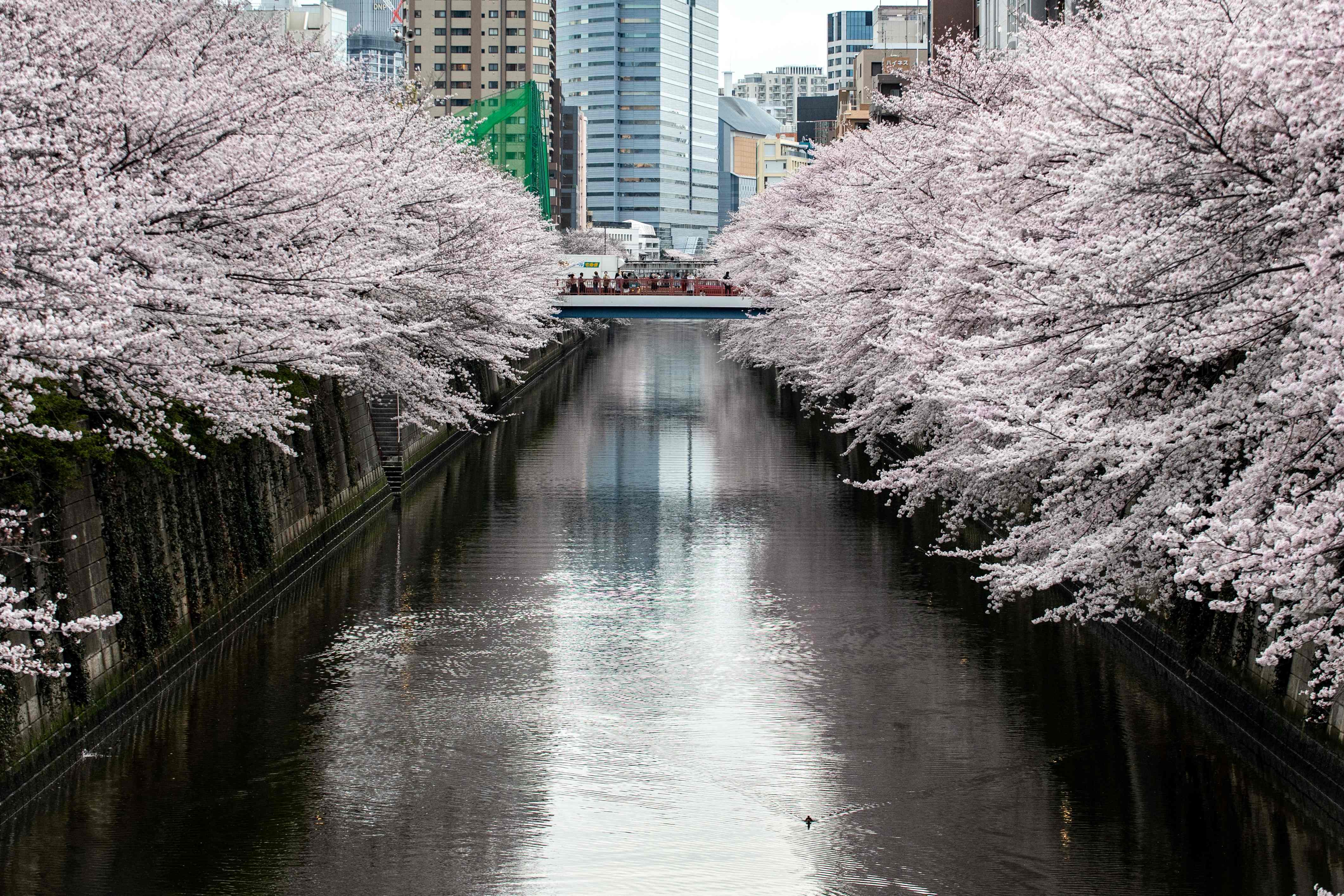 游客|东京：又是一年樱花季