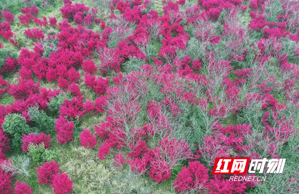 疫情|新田：继木花开春意浓 柔丝万缕炫新红