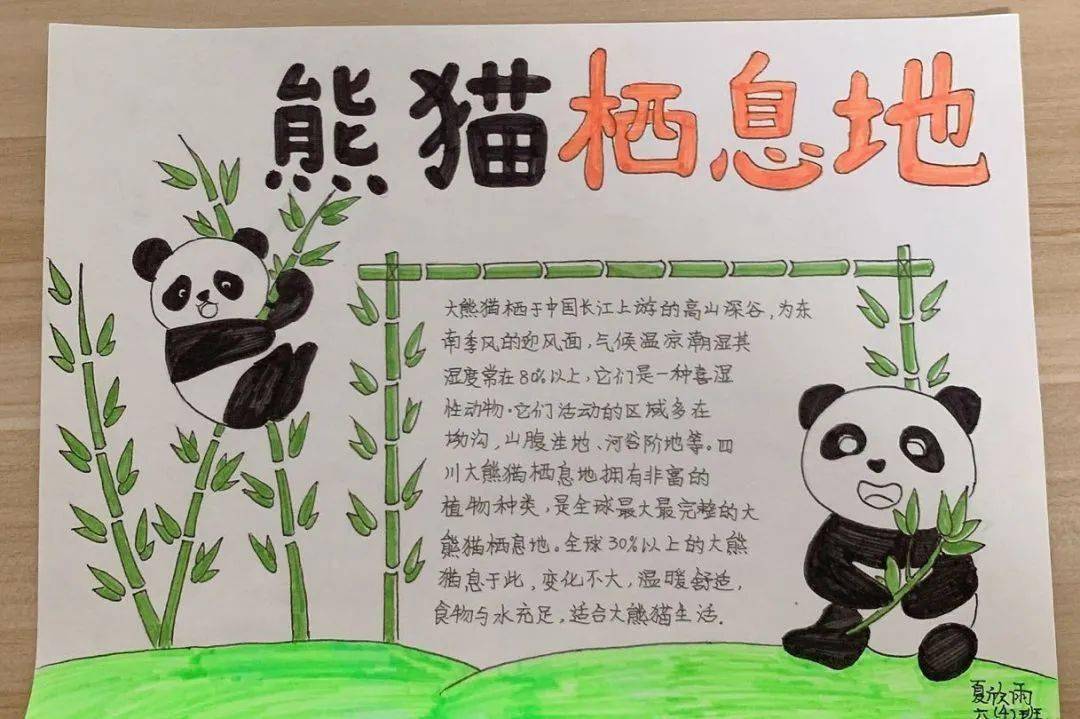 熊猫的成长过程文字图片
