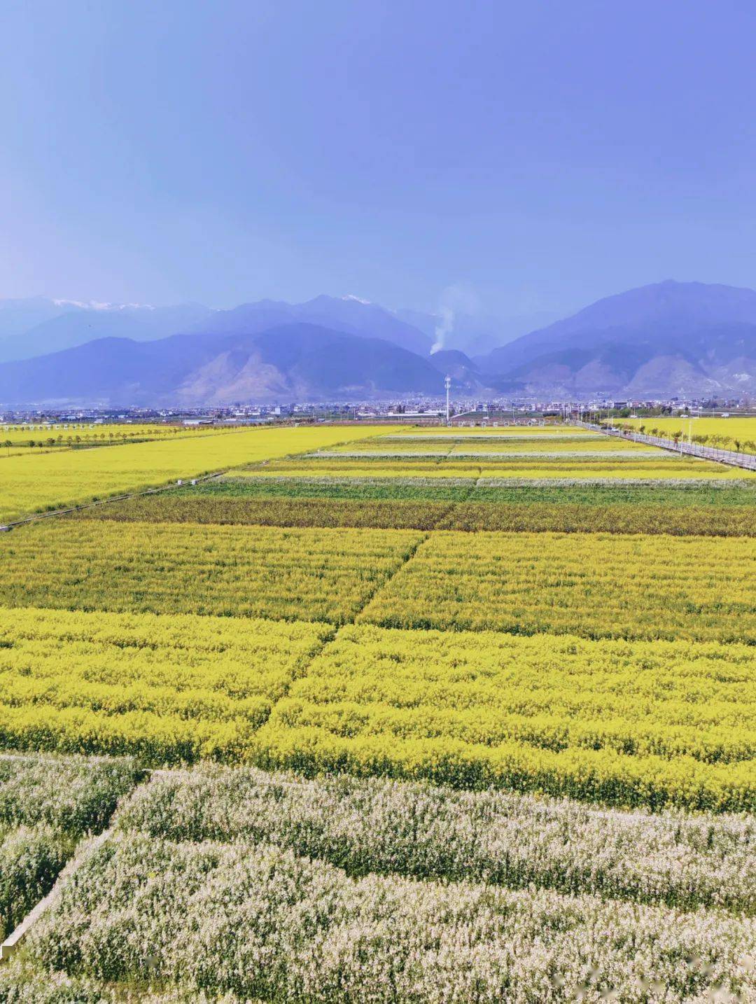 油菜花|醒醒！