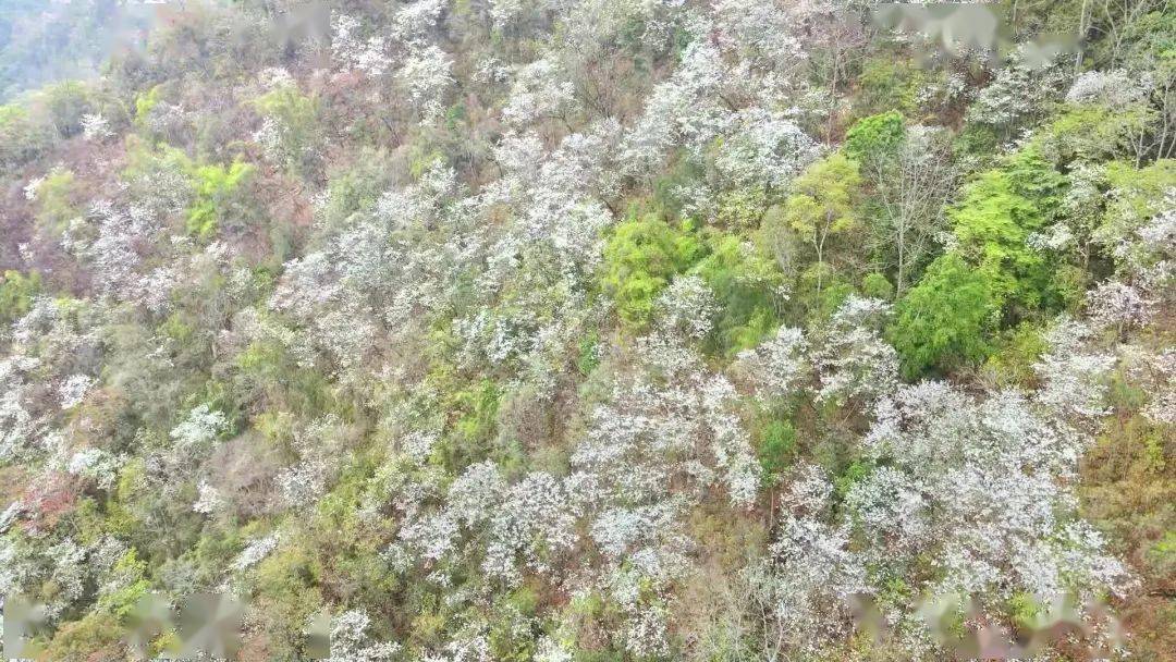 白露花树图片图片