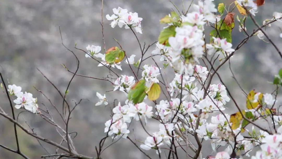 白露花树图片图片