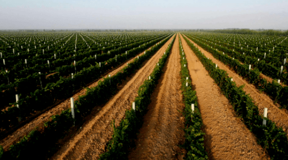 名片|贺兰山东麓葡萄酒——宁夏耀眼的紫色名片