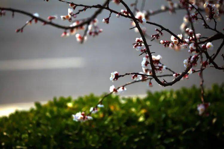 春 一树花香一树暖 文字 梨花 时光