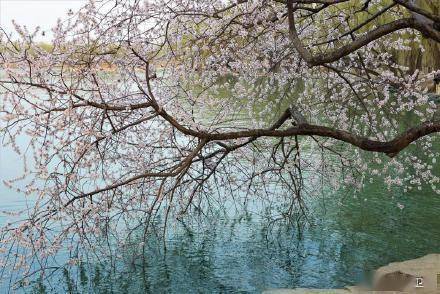 颐和园的春天美成了一幅画