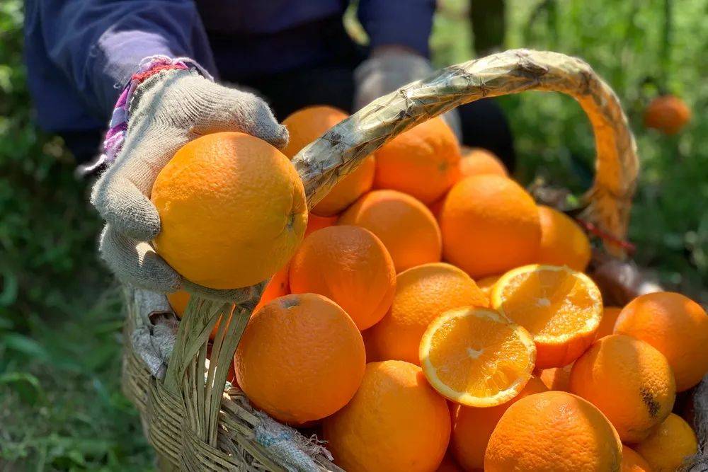 橙子从采摘到背运都是人工完成的山路蜿蜒,悬崖陡峭,十分的艰辛!