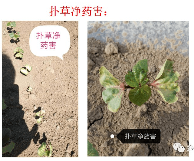 农技播前准备红包密码植物免疫蛋白