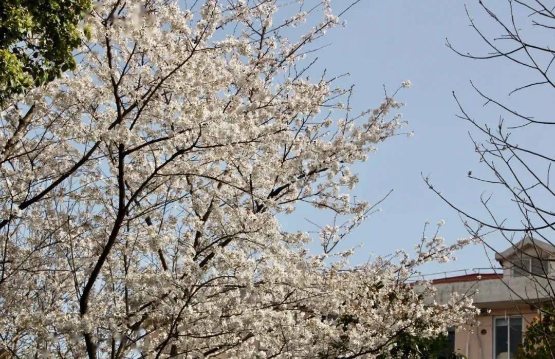 滿屏窗外春光送給居家的你祝一切安好