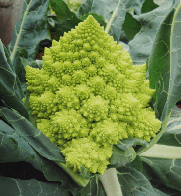 于2016年研究成功紫色紧花菜(品种名"东方之紫"),2018年研究成功宝塔