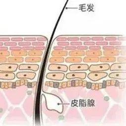 皮脂在屏障功能中的作用是什么_皮肤_影响_表皮