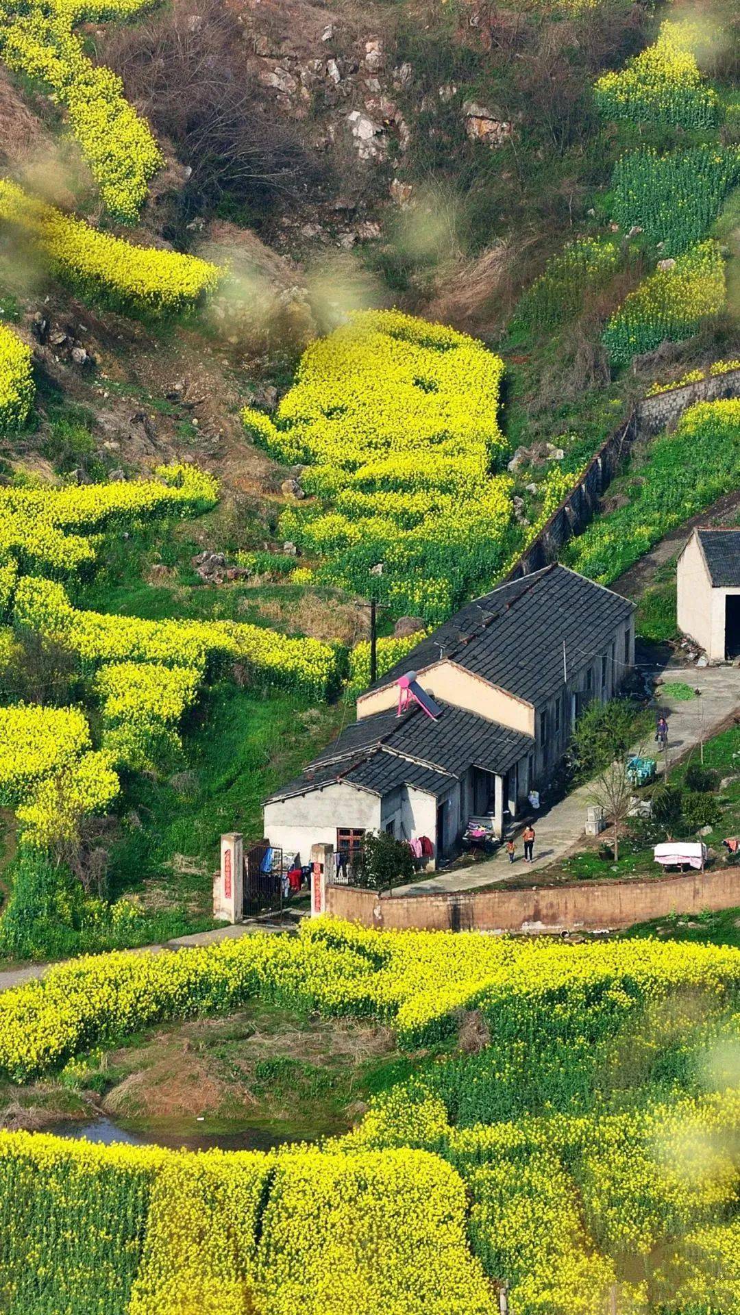 油菜花海▲銀屏牡丹▲巢湖大橋▲四望亭▲姥山島▲鼓山塔▲溼地風光