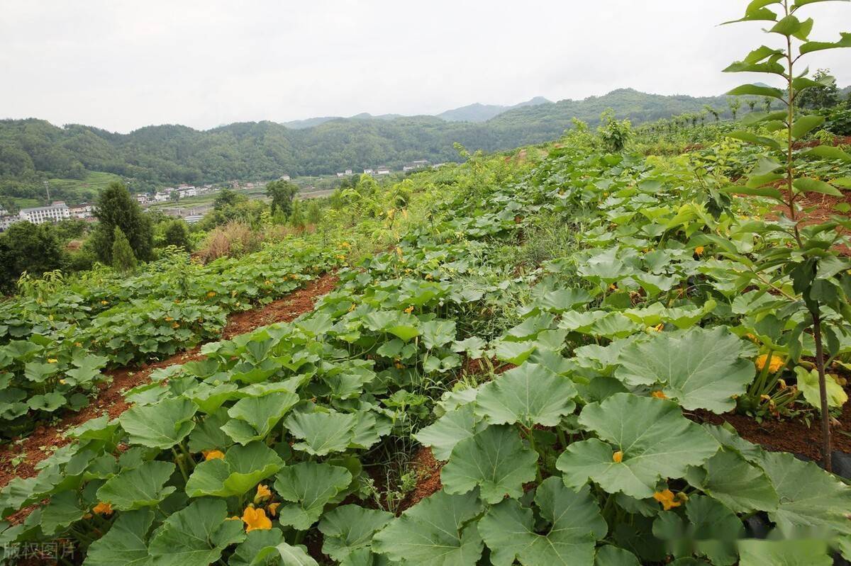 西瓜南瓜种植三个小技巧不落花不落瓜坐瓜率提高一倍