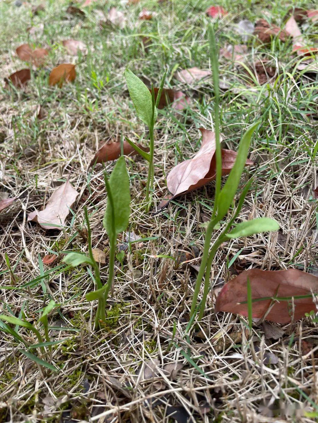 瓶尔小草防除图片