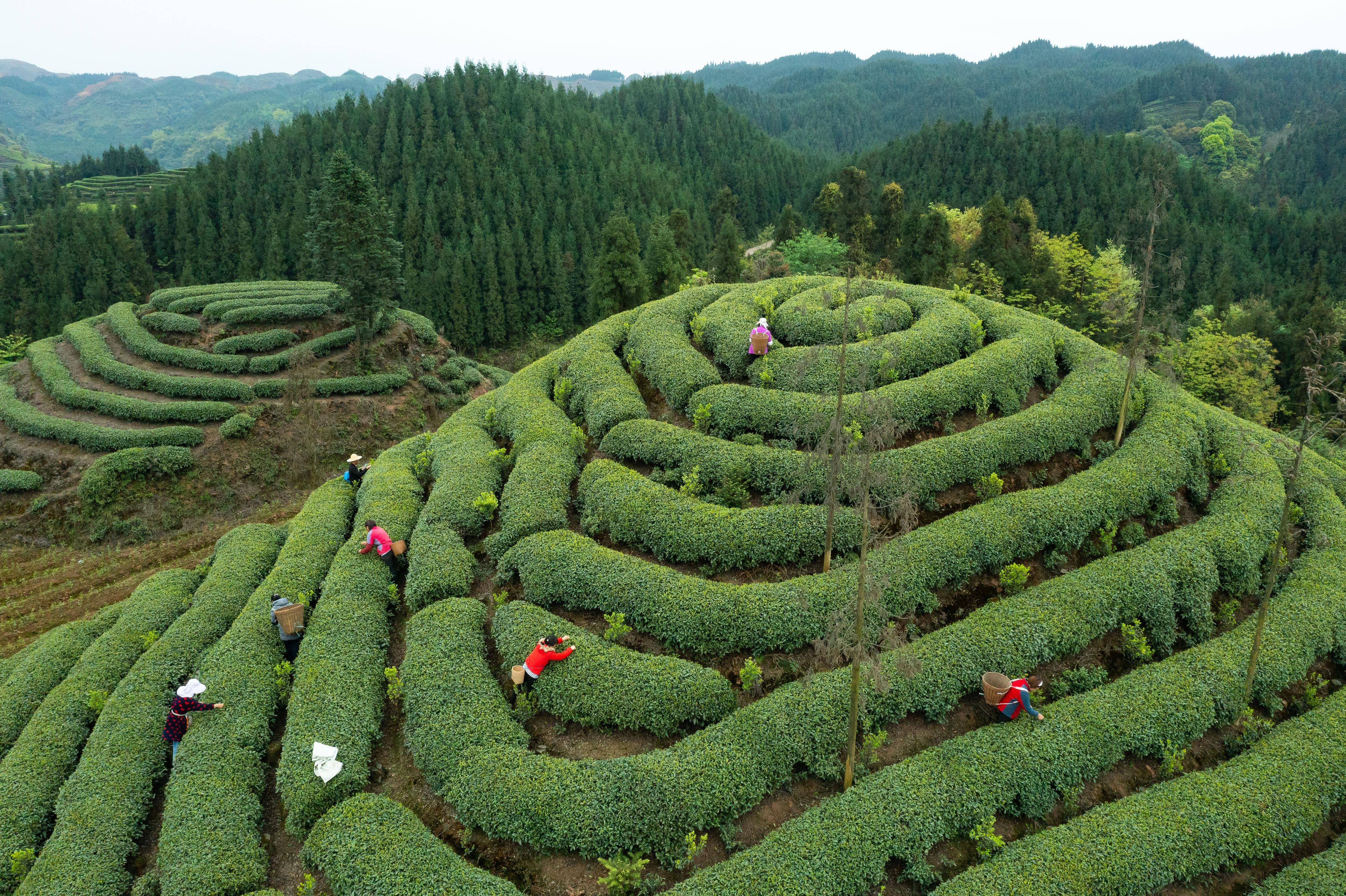 蒙顶茶山图片