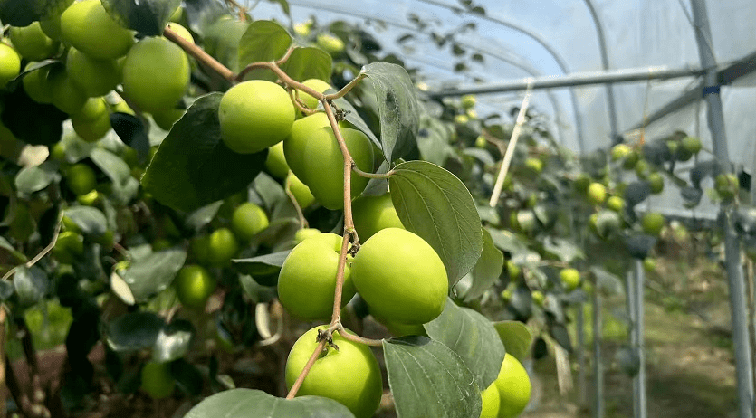 团团助农 | 10万余斤台湾牛奶枣因"疫"滞销,急盼