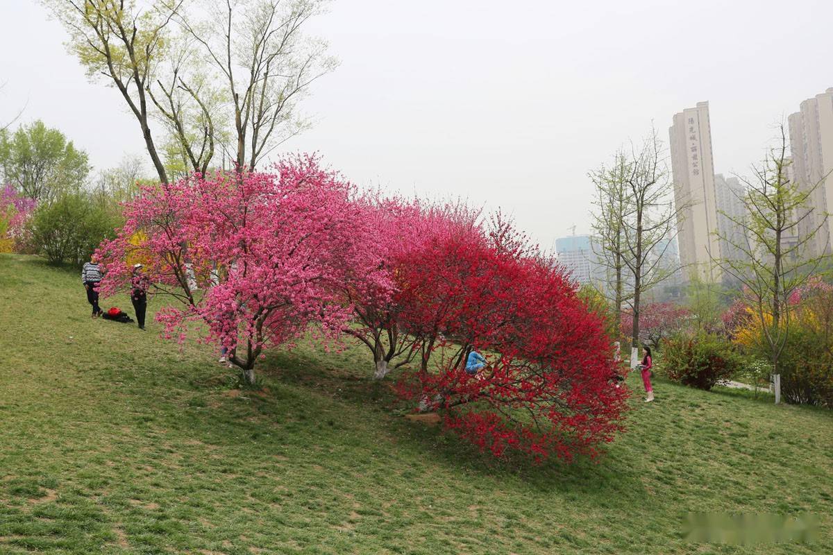 菊花桃简介图片