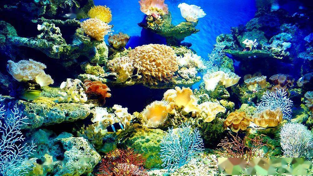 珊瑚礁,最珍贵的海洋生态系统之一这里有世界各地绚丽多样的珊瑚和不