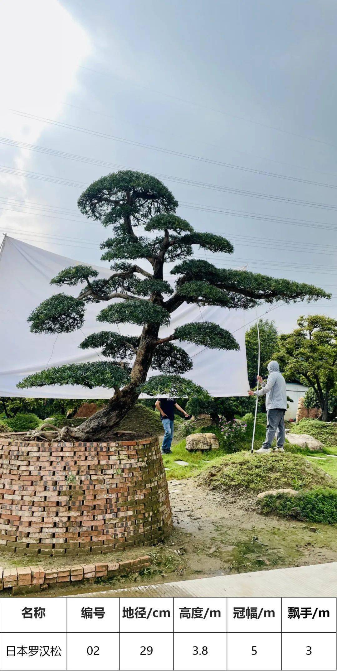 马后花园精选日本罗汉松别墅花园庭院主景树